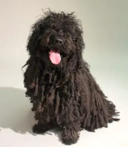 Shadow, the black puli dog, owned by Money In Your Tea author